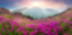 AdobeStock_260823013.jpeg