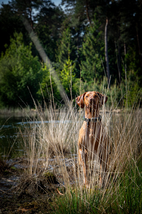 DSC_8870-Enhanced-NR