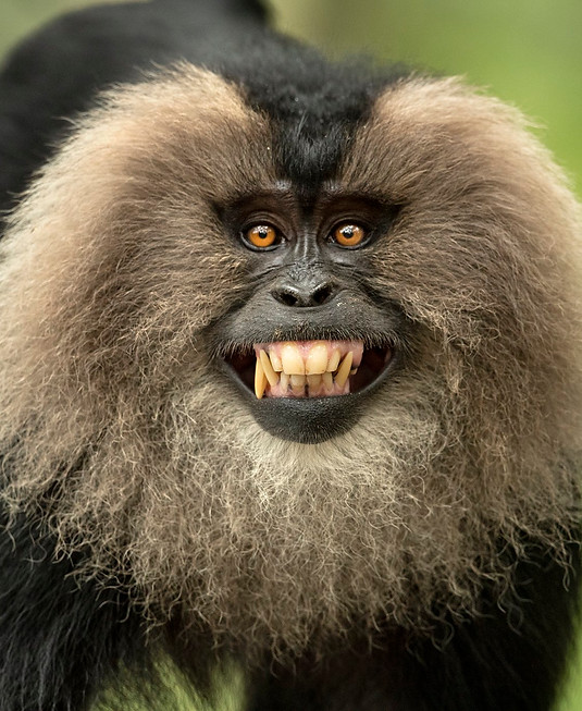 lion tailed macaque.jpg