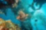 Diving in Sipadan Island, known as one of the best dive sites in the world,
