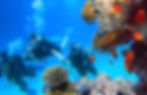 Sipadan, a charming little island surrounded by the beautiful blue waters of the Celebes Sea, boasts an amazing marine ecosystem that is recognised as one of the finest in the world.