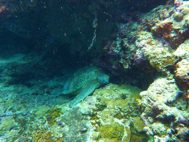 A Semporna house reef that offers the chance to spot turtles, even during the night