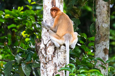Potential sighting of the endangered Proboscis Monkey during the bongawan cruise