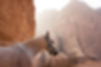 horse riding wadi rum