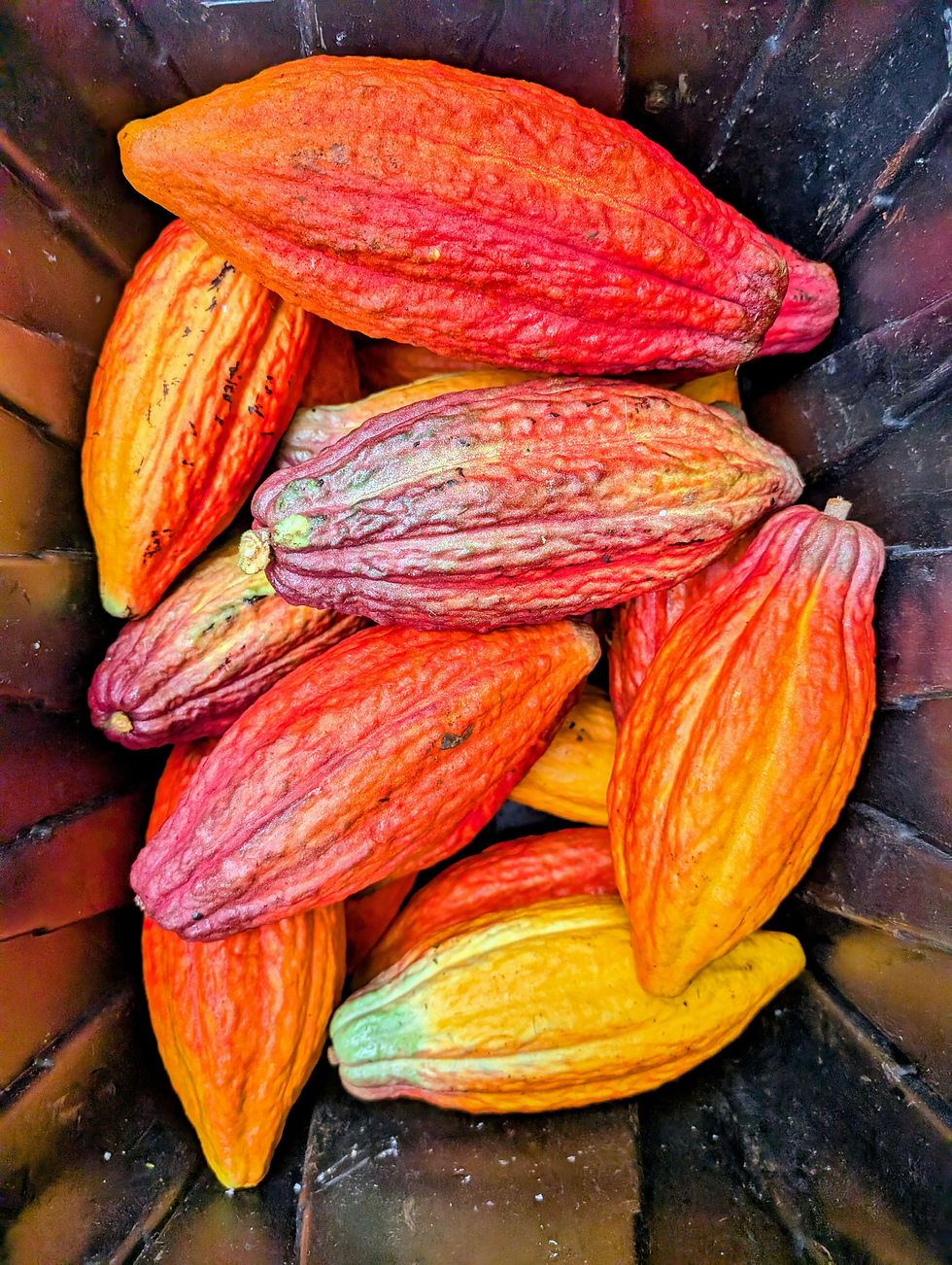 Thumbnail: a large bounty of freshly harvested cacao pods.