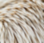 Closeup picture of white fur