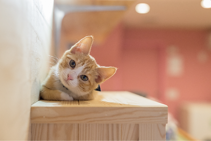 お気軽にお問い合わせください