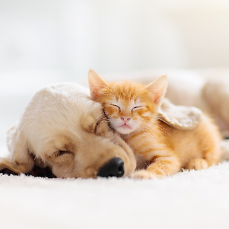 犬と猫