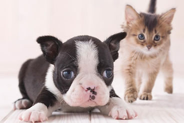 犬・猫に寄り添ったやさしい診察を行っています