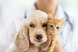 犬と猫に特化した丁寧な診療を行っております
