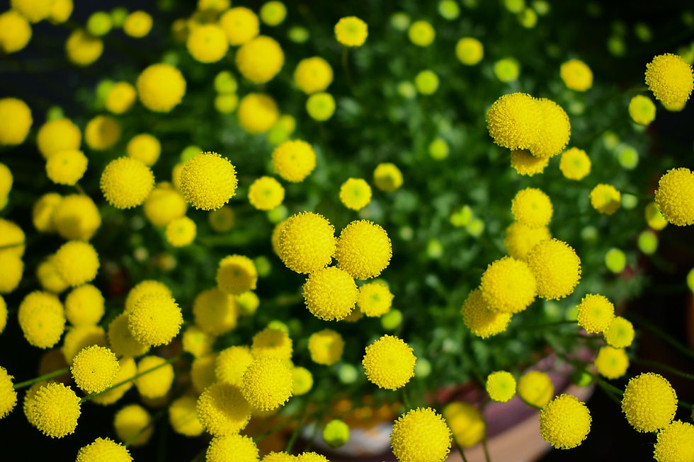 花ほたる®