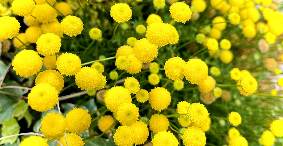 花ほたる®
