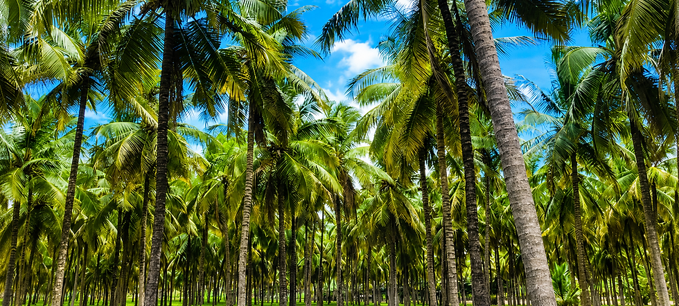 Pollachi_Coconut_FArm.png