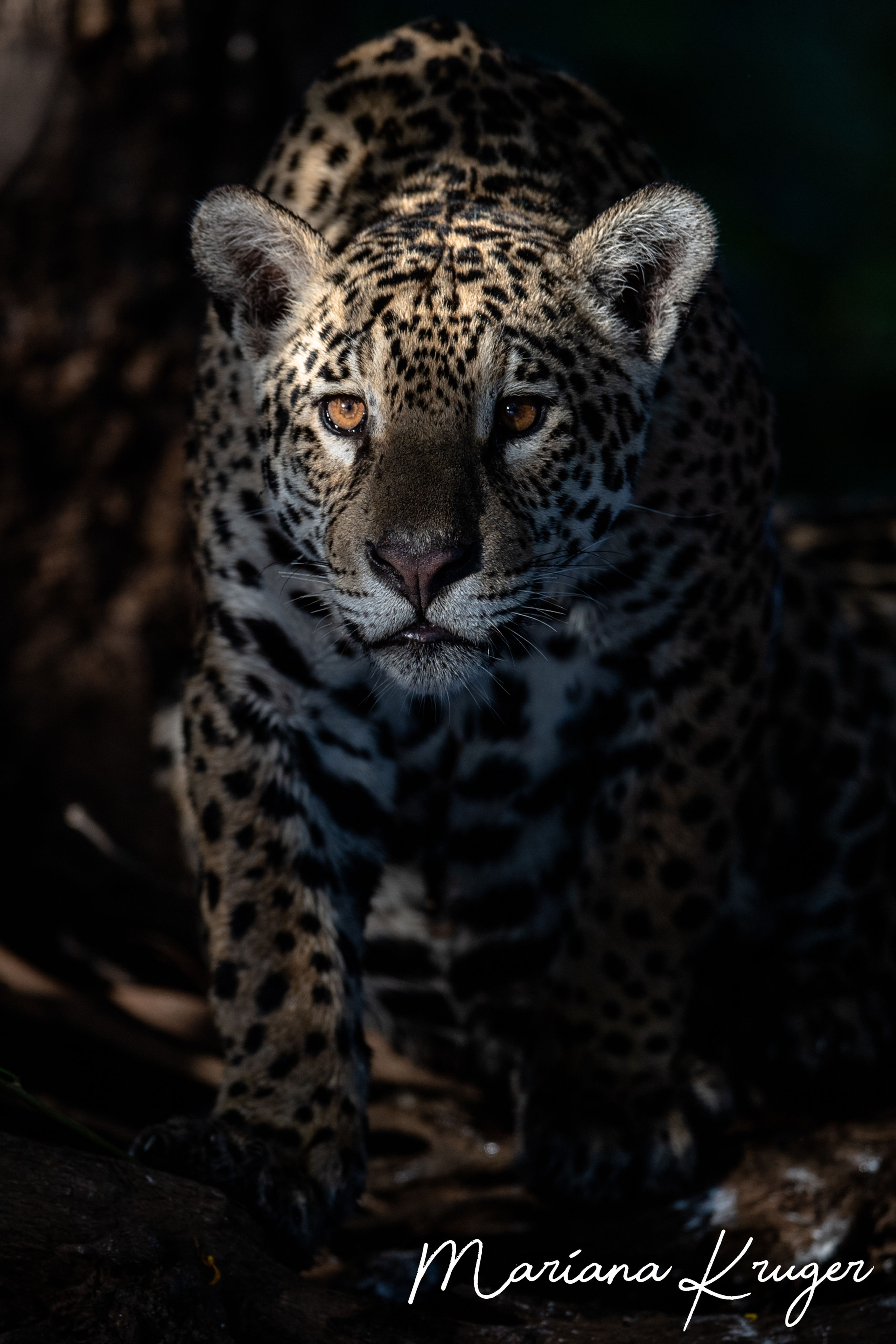 Diamount A0 Print - Unbelievable Focus