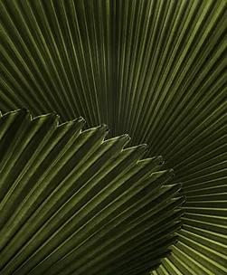 Plant.webp