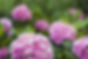 Hydrangea Root Cuts- Deconstructing Challenging Karmic Patterns, Energy Fielded