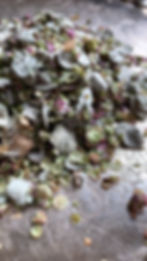 Dittany of Crete - Rare Occult Herb- “Sorcerous Love Magic” Manifestation