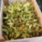 Linden Flower- Luck, Attracting Love, Balancing Energy, Fairy Realms