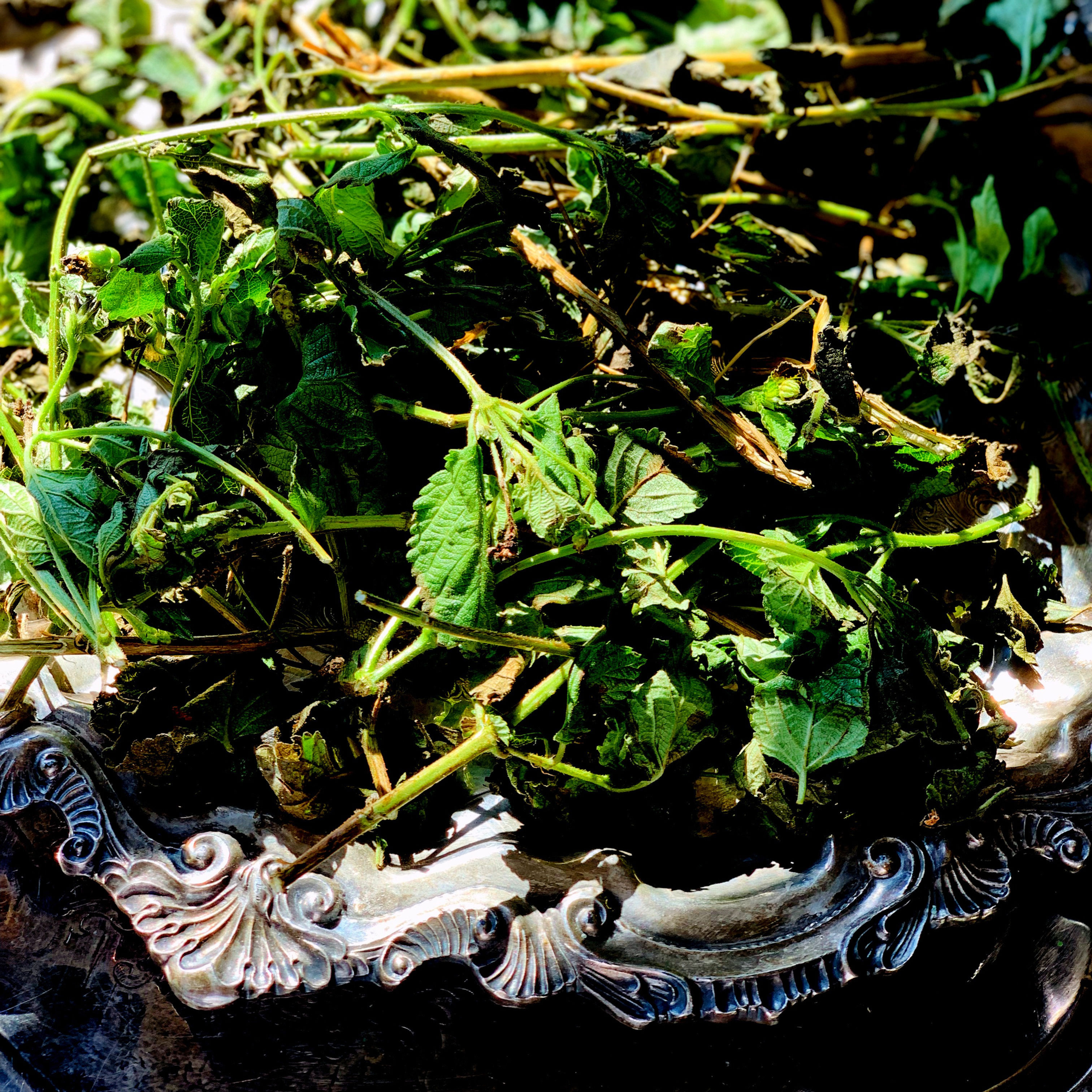 Fresh Abre Camino Leaves (Road Opener Herb)