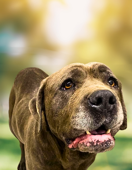 Untitled design (22).png