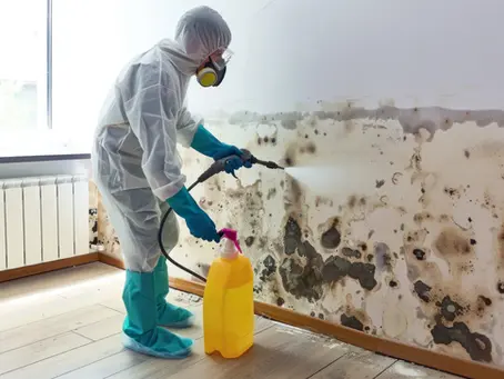 Is Owning a Mold Remediation Business in Texas Profitable?