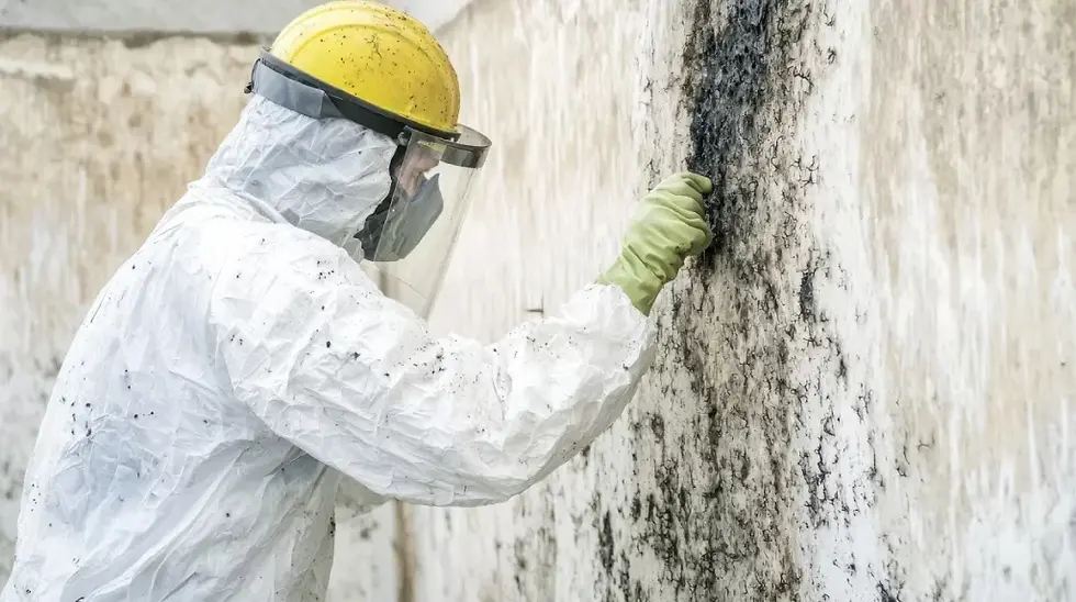 Mold Remediation Contractor