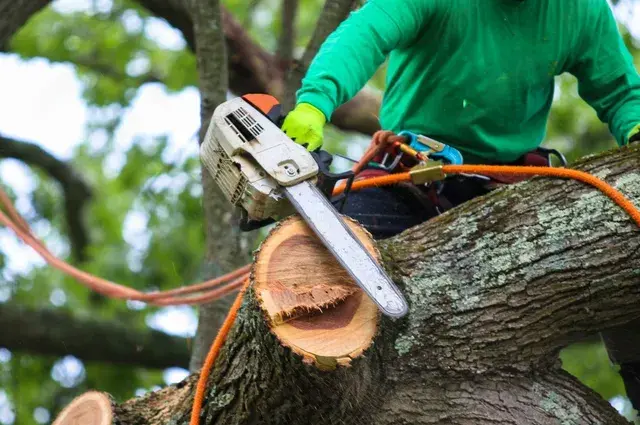 Tree Service