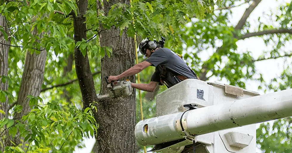How Much Does Tree Service Insurance Cost in Texas?