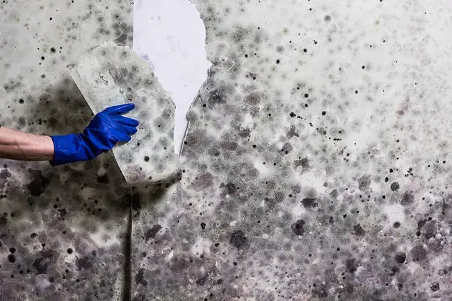Mold Remediation Business Insurance: Coverage for Restoration Pros 