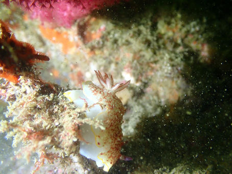 DiveAward勝山ツアー 2023年6月18日