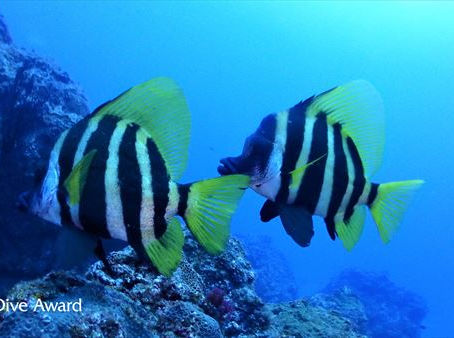 DiveAward八丈島ツアー 2020年7月31日~8月3日