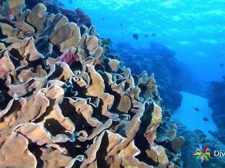 DiveAward奄美大島ツアー 2020年12月4日~6日