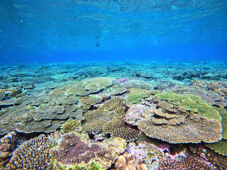 DiveAward沖縄北部ツアー 2021年12月9日~12日