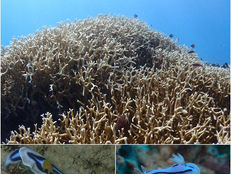 DiveAward 西表島ツアー