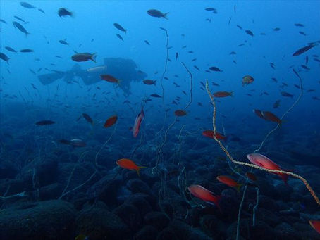 大瀬崎＆獅子浜　西伊豆ツアーへいってきました♪