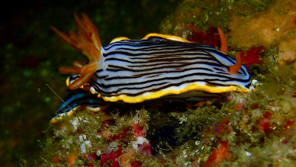 DiveAward勝浦ツアー 2025年9月15日