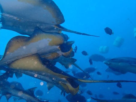 サメパラダイス!!伊戸ツアー♪