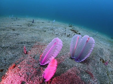 DiveAward 2023年7月17日 波左間ツアー