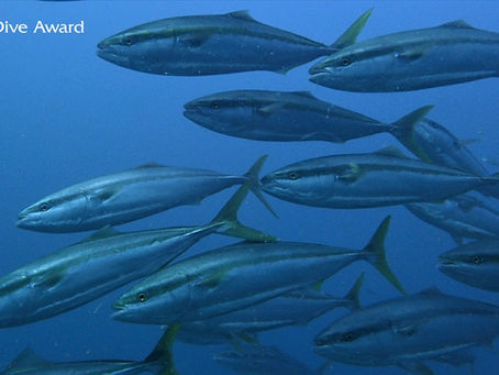 DiveAward和歌山ツアー 2019年11月2日~4日