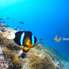 DiveAward静浦・平沢ツアー 2025年8月16日~17日