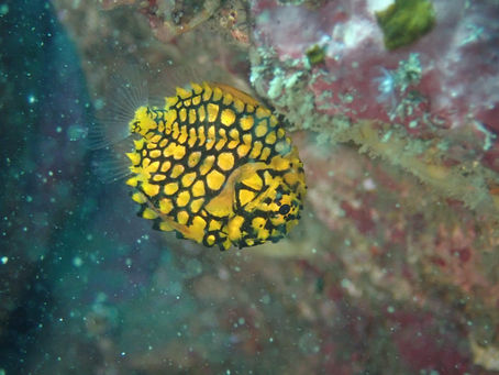 DiveAward福浦ツアー 2023年7月25日