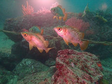 千葉かっちゃまダイビングツアーへ行ってきました