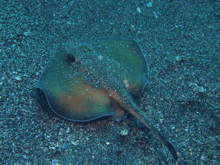 DiveAward勝山ツアー 2023年8月11日