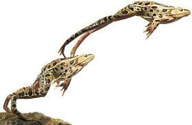 Leap frogs