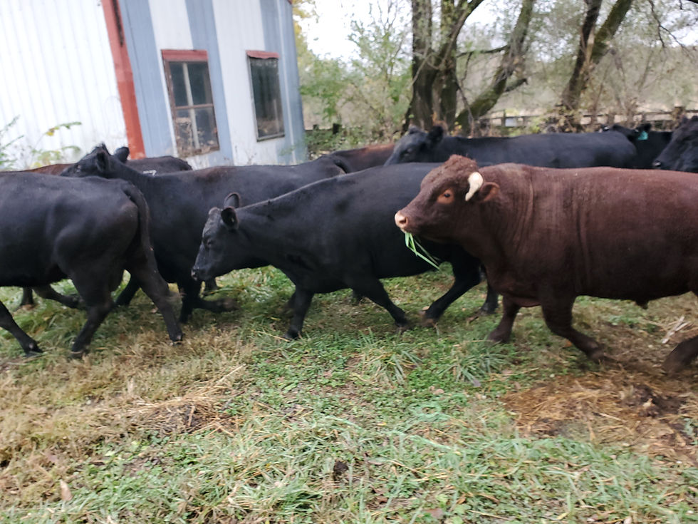 A herd of cows move past a building.