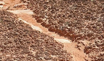 Cryptobiotic soil Moab Utah