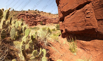 Cactus plants Professor Creek canyon Moab Utah