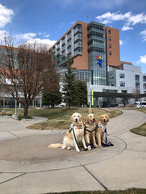 Dogs in front of hospital.jpeg