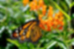 delightful gardens.jpeg