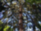 IMG_0134.jpeg